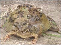 three-headed frog