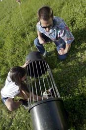 Guinea-Pig-Powered Lawnmower