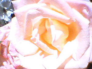 june_roses_01