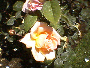 june_roses_02