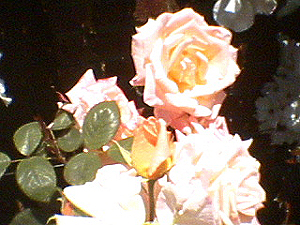 june_roses_03