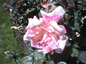 june_roses_04
