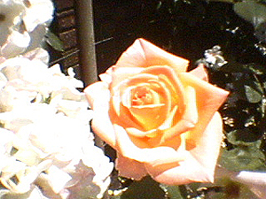june_roses_05