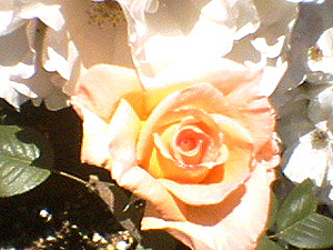 june_roses_06