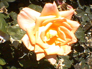 june_roses_07