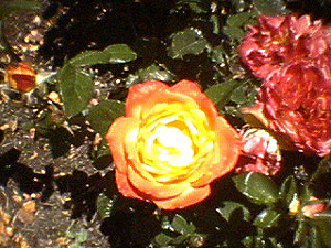 june_roses_08
