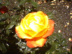 june_roses_09