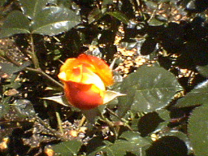 june_roses_10