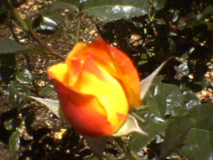 june_roses_11