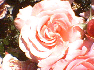 june_roses_12