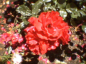 june_roses_13