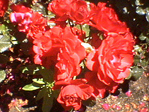 june_roses_14