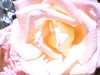 june_roses_01