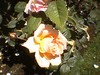 june_roses_02