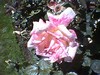 june_roses_04