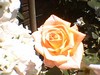 june_roses_05