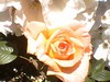 june_roses_06