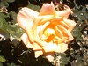 june_roses_07