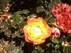 june_roses_08