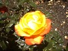 june_roses_09