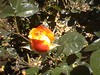 june_roses_10