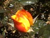 june_roses_11