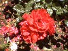 june_roses_13