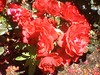 june_roses_14